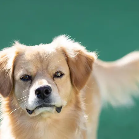 Nyaraló Mountain, Seaviews, And Pool Relax By Sunkeyrents *