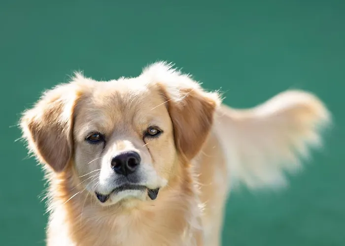 Holiday home Mountain, Seaviews, And Pool Relax By Sunkeyrents *